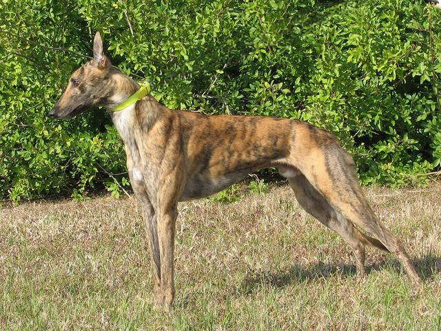 Irish Greyhound