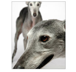 Greyhounds the book