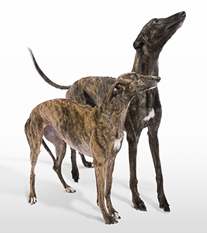 Greyhounds rescue 1