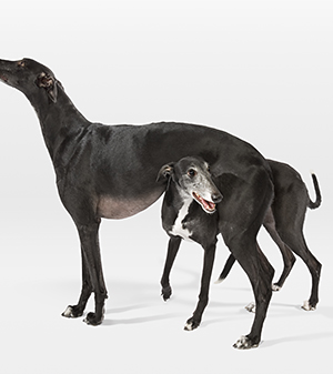 Greyhounds rescue 2